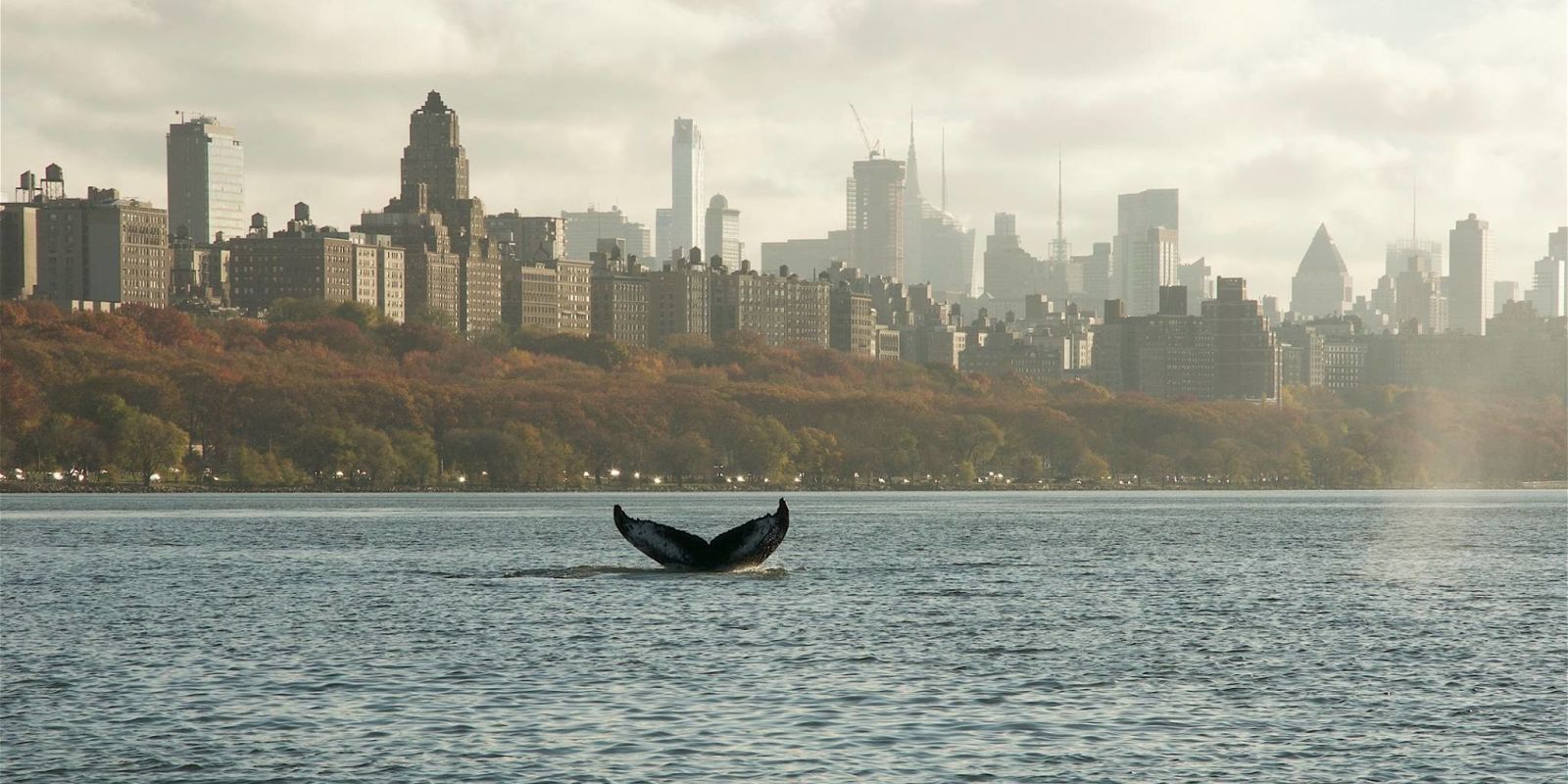 Hudson Whale